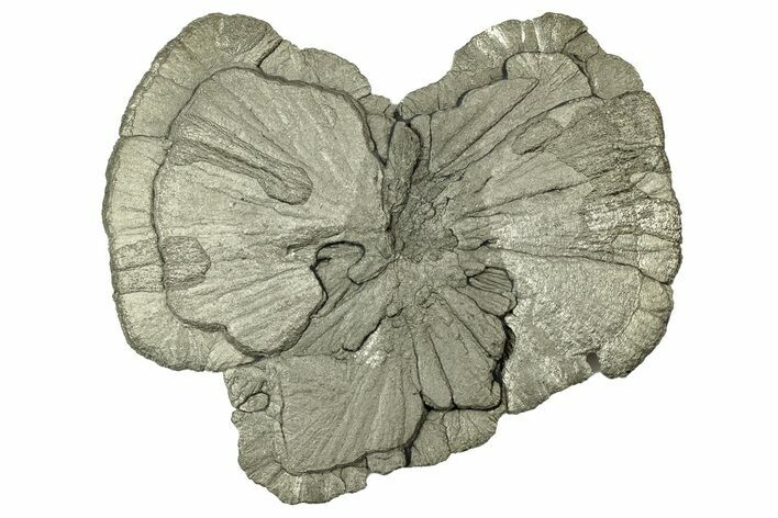 Pyrite Sun - Sparta, Illinois #316007